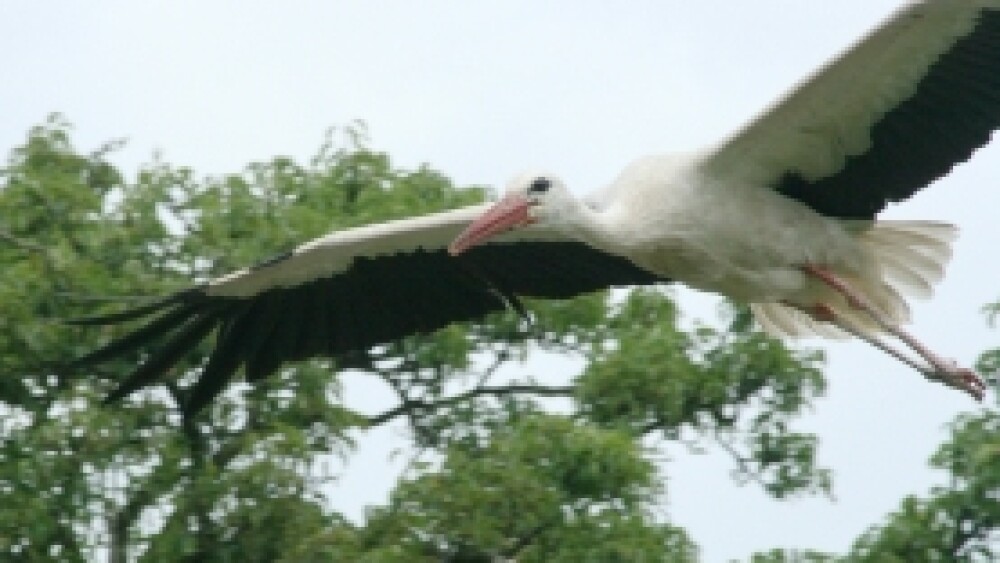 storch-gustav1.jpg