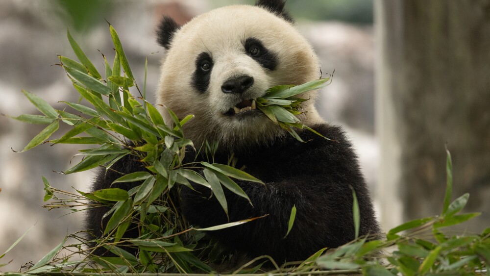 Giant Panda Qing Bao at the Dujiangyan Panda Center