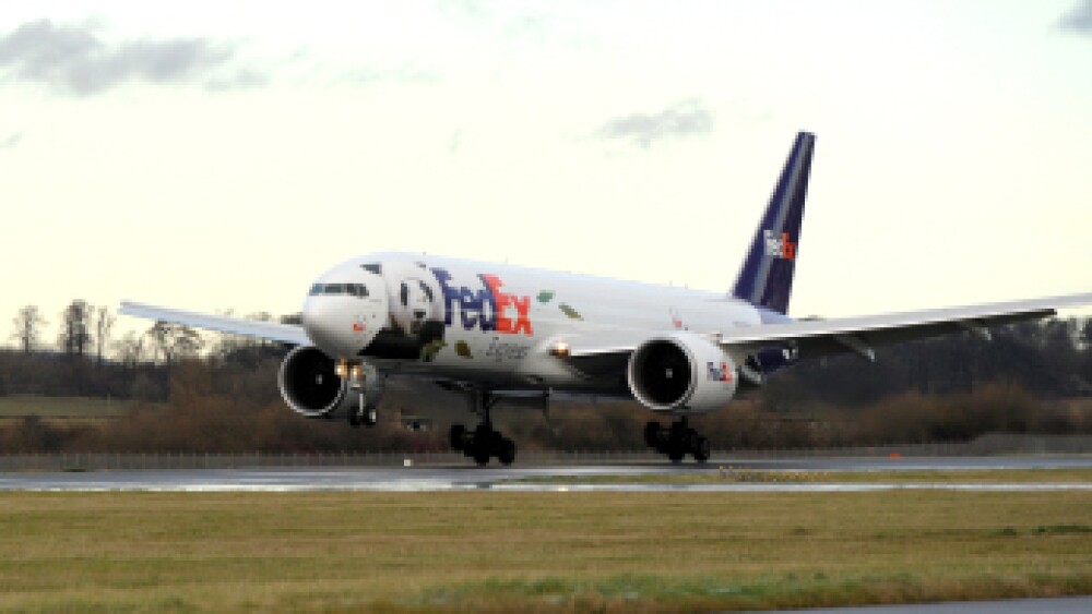 Very Important Pandas arrive in Scotland via FedEx