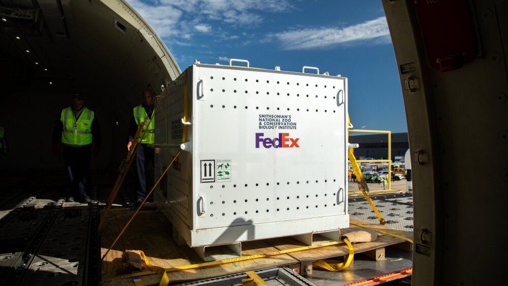 P4_联邦快递将两只大熊猫从中国送抵美国.jpg
