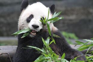 er-shun-eats-bamboo.jpg