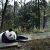 tiantian-small.jpg