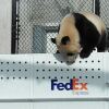 panda-image-2.jpg