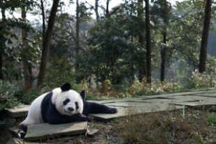 tiantian003.jpg