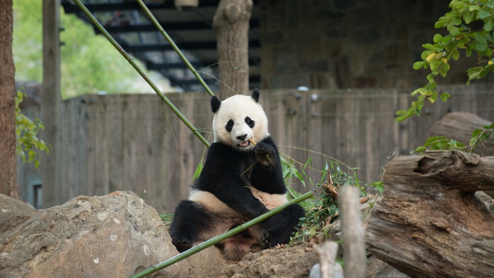Bao Bao