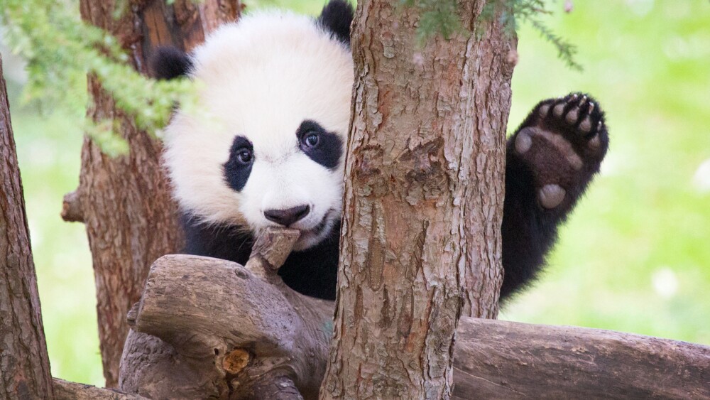 Bei Bei - Giant Panda