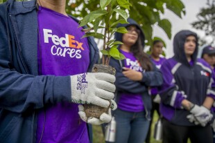 FOTO (5) Edelman FEDEX Medellin Voluntariado Siembra de Arbples - Foto Acciontv Tel 6013170324.jpg