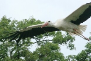 storch-gustav.jpg