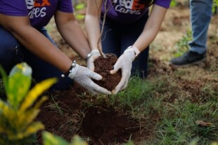 Tree plantation.jpg