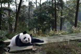 tiantian-small.jpg
