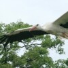 storch-gustav1.jpg