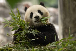 Giant Panda Qing Bao at the Dujiangyan Panda Center