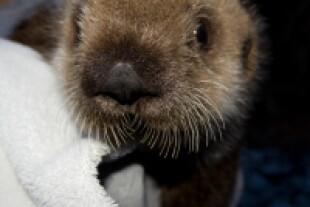 otter.jpg