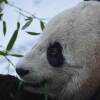 bao-bao-feature.jpg