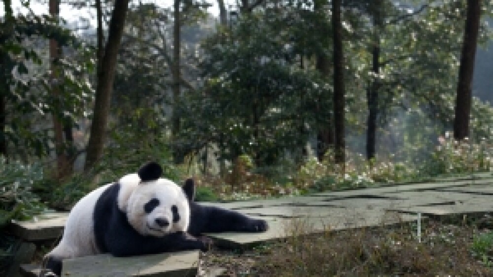 見圖和公熊貓陽光自中國前往英國愛丁堡動物園.jpg